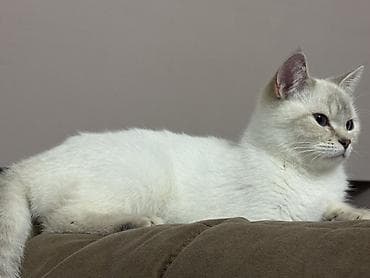 britan şinşila: Britan, Dişi — 4