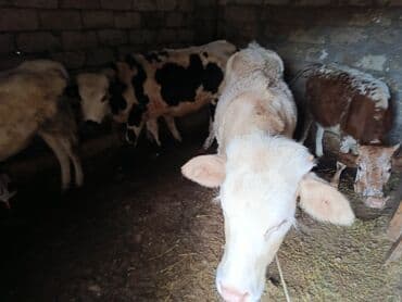 yonca presi qiymeti 2025: Satılır: Buzaqlar (bir neçə baş) — 1