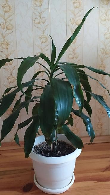 Drasena (Dracaena fragrans) – dekorativ otaq bitkisi - Uzun, parlaq