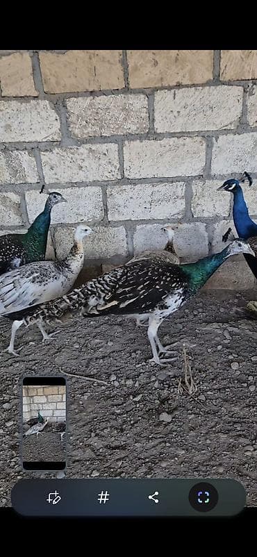 Qaraqanad tovuz quşu1 illik fərə xoruz tam saglamdilar göndermək lalafo.az -da Qaraqanad tovuz quşu1 illik fərə xoruz tam saglamdilar göndermək