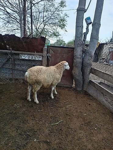 sabuncu heyvan bazari: Erkək quzu. İstəyən olsa vidyosuda var super damazlıq heyvandı — 3