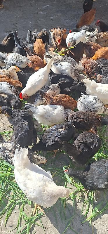 cücə damı: Toyuq cücələri, Damazlıq — 8