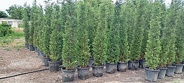 püste ağacı: Thuja və dekorativ kollar – qablarda - Növlər: şam ağacı tipli — 5