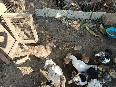 bala ordek: Salam Lal ördek balaları satılır 10 eded balaca 7 eded boyuk bırdenede — 2