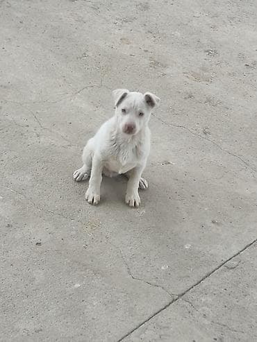 Məhsul: Ağ rəngli balaca it balası Təsvir: - Ağ tüklü, qısa tüklərə