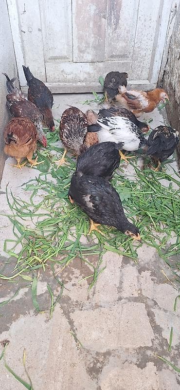 Куры: Курица, Для разведения, Платная доставка — 7