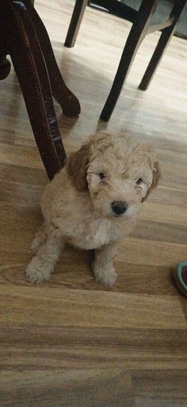 хаски цена в баку: Пудель, 2 месяца, Самка, С прививками, Платная доставка — 9