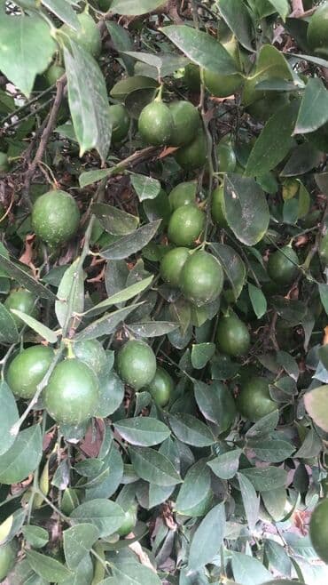 adam agaci: Məhsul: Limon ağacı (meyvəli) AÇIQ ŞƏRAİTƏ ÖYRƏŞİB TƏMİZ ORDUBAD — 2