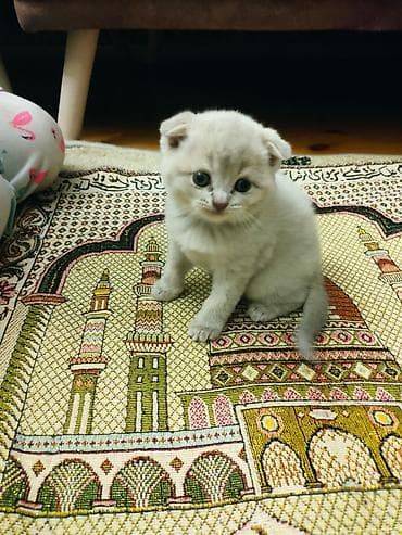 anqora pişik: Britan yastı qulaq — 2