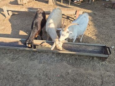 heyvanlar keci: Satılır: 3 baş keçi - Növ: yerli keçi - Rənglər: ağ buynuzlu, açıq — 1