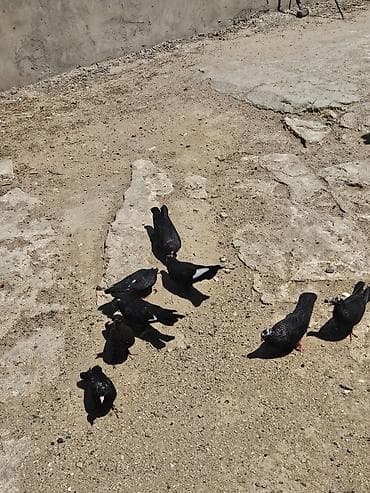 cex quşlar: Ağ çil başdar bir nəsil quşdarıdı hamsı 17,18 tüklərdi hamsı sağlam — 2
