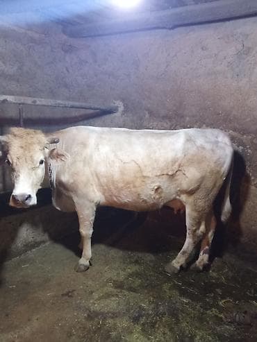 keçi satışı: İnek satılır bir qarın dogmuş duye balası ile — 3