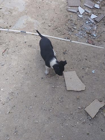 xaski balaca: Zvonok, 1 ay, Dişi, Cütləşmə üçün, Ödənişli çatdırılma — 4