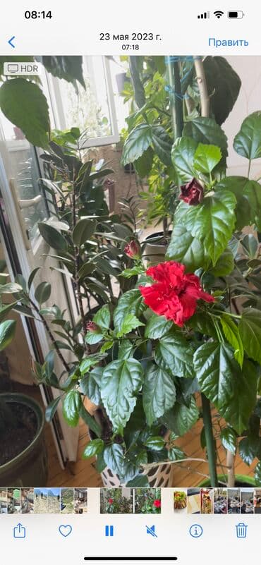 Qida məhsulları: Holland sortu qibiskus,diger adi kitayiskiy roza,cox gozel bulletin — 3