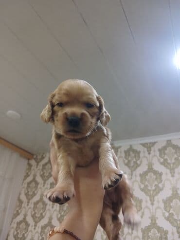 cocker: Koker spaniyel — 3