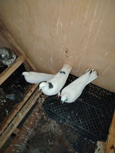 cücə və xoruz təmsil: Quslar satilir ucan quslar ir baha almisam saxlayanmiram deye satiram — 5