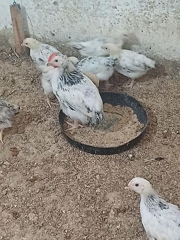 Balıqlar: Toyuq cücələri, Ətlik — 2