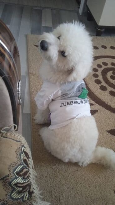 где можно купить собаку мальтипу: Бишон фризе, 10 лет, Самец, С родословной — 2