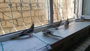Korella balalari satilir 4-5 aykiqdilar ele oyresibler 4 ededi biri — 7