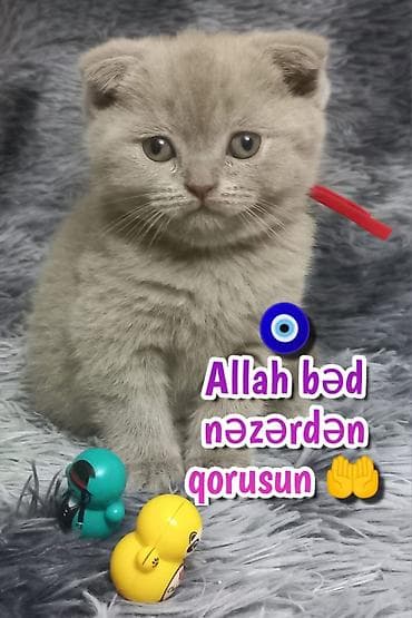 sari pisik: Şotland — 1
