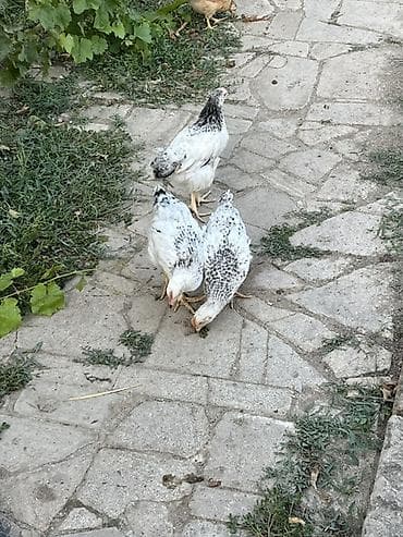 ördək cücəsi: Toyuq cücələri, Ətlik, Ünvandan götürmə — 4
