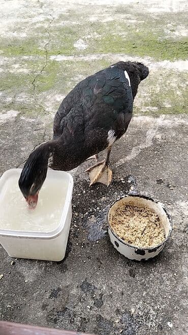 quzu şəkilləri: Erkək, | Lal ördək, Damazlıq, Ünvandan götürmə — 3