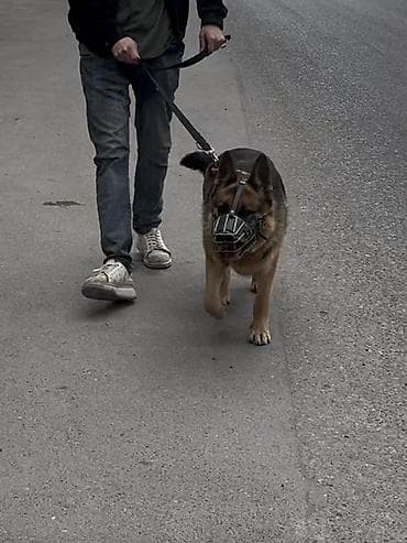 xaski sekilleri: Alman çoban iti, 1 il, Dişi, Peyvəndli, Ünvandan götürmə — 3