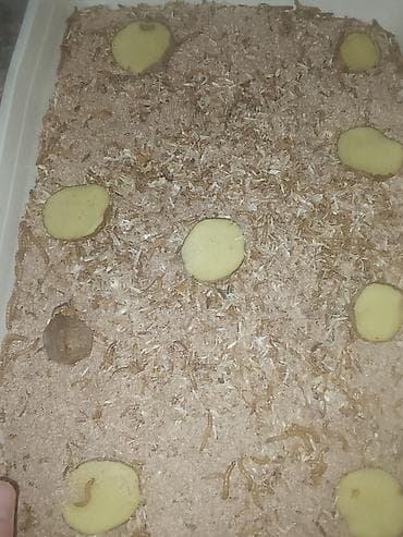 toyuq yem qabi: Canlı yem – un qurdları (Tenebrio molitor) 2 qepik ededi - Ev quşları — 2