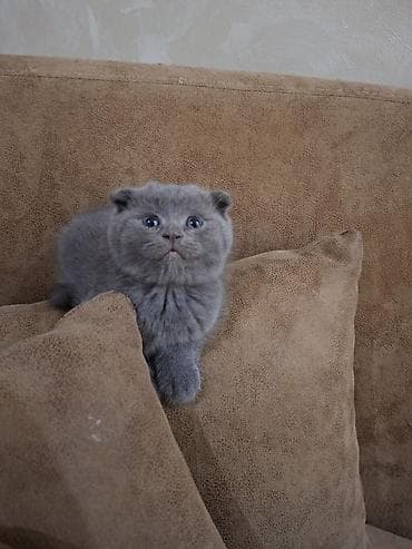 Кошки: Шотландская вислоухая, Самец, Самовывоз — 4