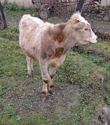 9 aylığ erkey danadı tam sağlamdı isdiyən buyursun lalafo.az -da 9 aylığ erkey danadı tam sağlamdı isdiyən buyursun