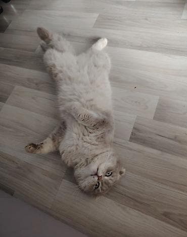 Şotland yastı qulaq, Erkək, Cütləşmə üçün, Ödənişli çatdırılma — 4