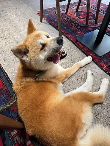 İtlər: Akita-inu, 3 il, Erkek, Cütləşmə üçün — 4