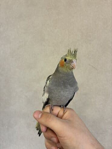 Audi: Nimfa (Cockatiel) – əl öyrəşmiş, sakit və mehriban xasiyyətli ev quşu — 4