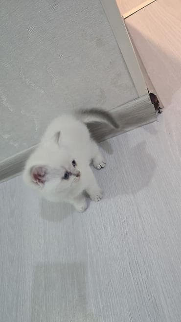 pişik britan: Britan, Erkək, Dişi, Yaxşı əllərə, Ünvandan götürmə, Ödənişli çatdırılma — 3