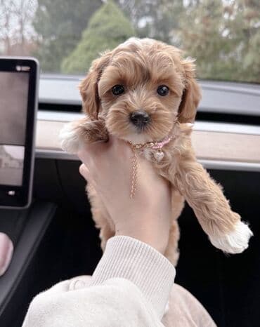 balaca ev itlerinin qiymeti: Malta bolonka, 2 ay, Erkek, Sənədli, Pulsuz çatdırılma — 4