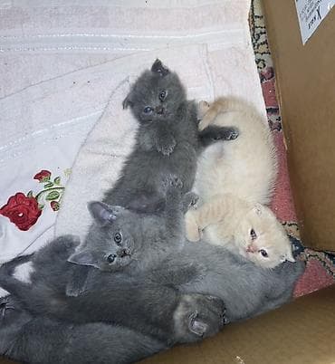 Şotland yastı qulaq, Erkək, Dişi, Yaxşı əllərə