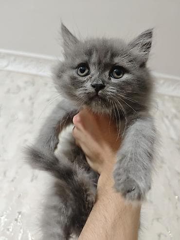 Boz tüklü, uzun tüklü balaca pişik-bala - Rəng: vahid tüstü-boz — 3