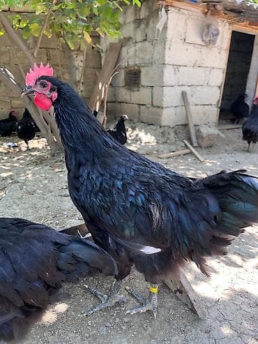 qus xana: Avstralorp xoruzları satılır. 90 günlük, aktiv və sağlam quşlardır — 3