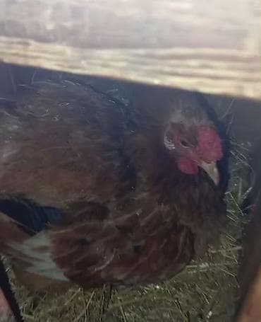 Куры: Курица, Для яиц — 1