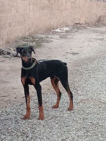 heyvanlar cütləşməsi: Doberman — 2
