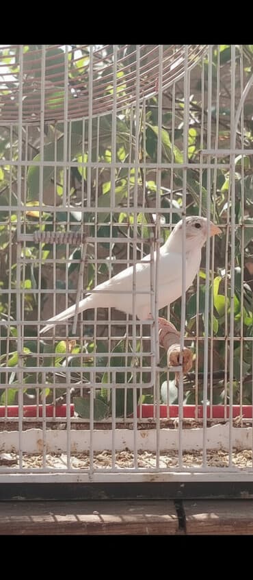 Erkək quşlar satılır