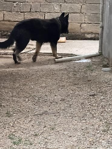 Qara-alman çoban tipli iri ölçülü it - Rəng: əsasən qara, pəncələrdə