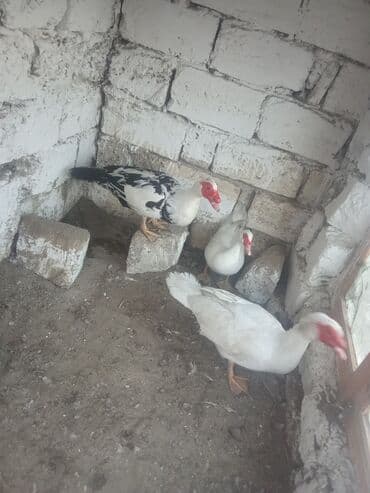 купить лошадь в баку: Lal ordey 1disi 2erkey yeke erkeylerdi 25 manat erkeyler 15 fere verem — 2