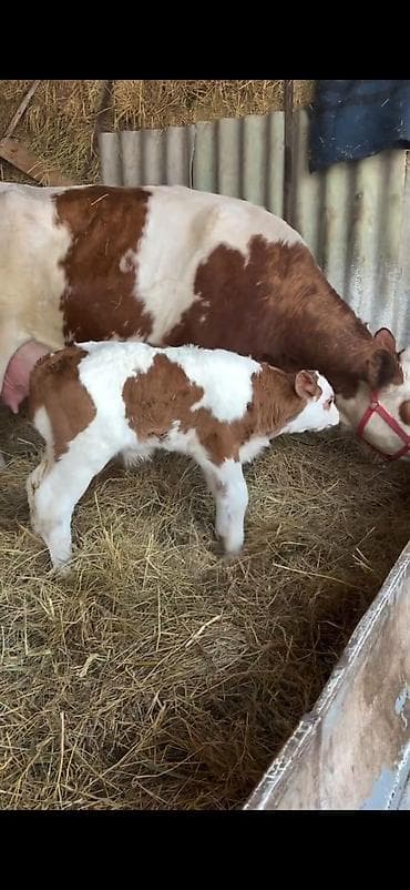 Simental tipli inək buzovu ilə birlikdə. - Cinsi: Simental