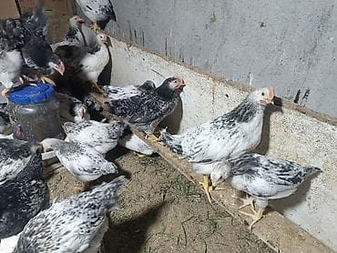 Dovşanlar: Toyuq, Ətlik, Ünvandan götürmə — 7