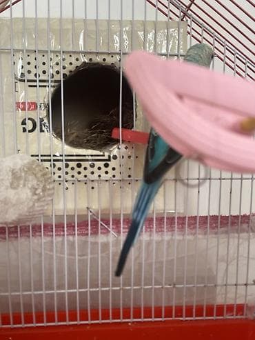 Dalğalı tutuquşular üçün qəfəs dəsti - Forma: damlı ev tipli metal — 3