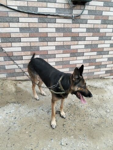 gencede it satisi: Alman çoban iti, 2 il, Dişi, Peyvəndli, Ünvandan götürmə — 6