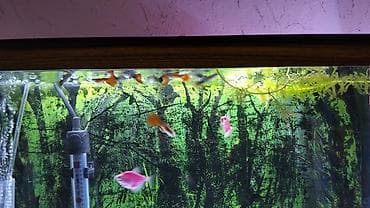 Salam glofish və guppiler satılır qiymət 1 AZN guppilərin artımda