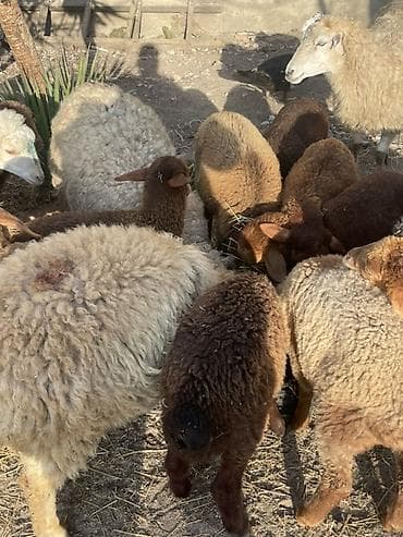 Salam quzular 160manatdan 270manata dek