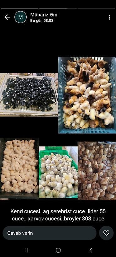 Dovşanlar: Toyuq cücələri, Damazlıq — 1